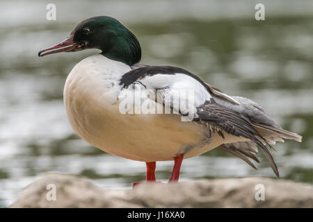 Harle bièvre (Mergus merganser) montrant des hommes de loi dentelée. Sawbill canard dans la famille des Anatidés, avec le CREST et loi hérisson dentelé, sur la rivière Taff Banque D'Images