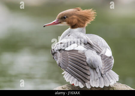 Harle bièvre (Mergus merganser) femmes crest. Sawbill canard dans la famille des Anatidés, avec le CREST et loi hérisson dentelé, sur la rivière Taff, Cardiff, Royaume-Uni Banque D'Images