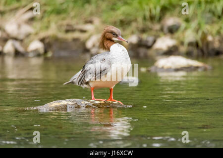 Harle bièvre (Mergus merganser) femelle. Sawbill canard dans la famille des Anatidés, avec le CREST et loi hérisson dentelé, sur la rivière Taff, Cardiff, Royaume-Uni Banque D'Images