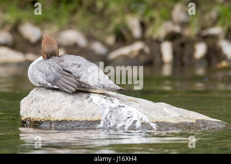 Harle bièvre (Mergus merganser) femmes dormir. Sawbill canard dans la famille des Anatidés, avec le CREST et le projet de loi, le repos d'Hérisson dentelé sous tête wing Banque D'Images