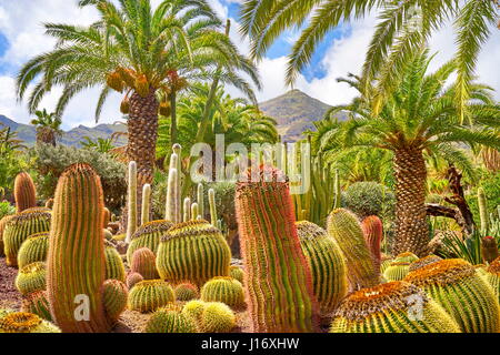 Jardin de cactus, Gran Canaria, Espagne Banque D'Images