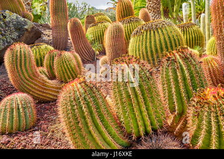 Jardin de cactus, Gran Canaria, Espagne