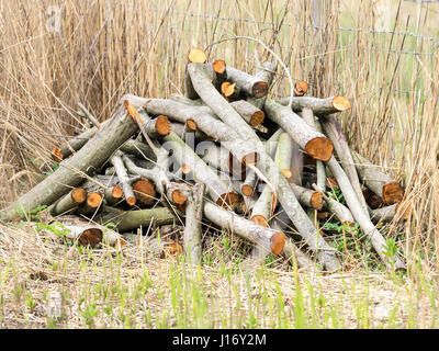 Journal haché pile dans woodland Banque D'Images