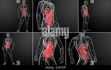 Le rendu 3D du système digestif humain Banque D'Images