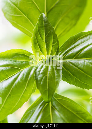 La cuisson le BASILIC (Ocimum basilicum) Plante, Close up. Banque D'Images