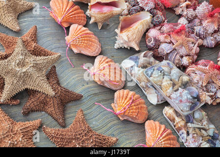 Beaux coquillages souvenir pour vendre à Cancun au Mexique Banque D'Images