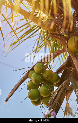 Branche de palmier à la noix de coco fruits sur fond de ciel bleu ensoleillé Banque D'Images