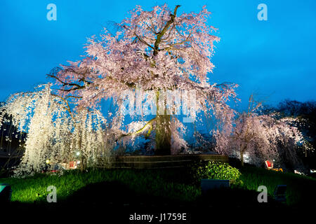 Vue nocturne de la célèbre parc Maruyama à Kyoto, au Japon et les fleurs d'un arbre géant sakura à Kyoto au Japon. Belles fleurs de cerisier rose à la tombée de la Banque D'Images