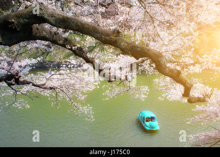 Tokyo, Japon Sakura cherry blossom blossom répartis sur les bateaux sont pagayé avec fleurs sur le canal en parc Chidorigafuchi à Tokyo, Japon Banque D'Images
