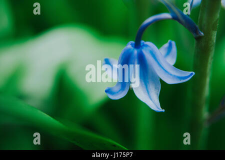 Jolie bluebells contre un fond d'herbe verte Banque D'Images