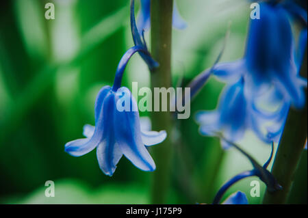 Jolie bluebells contre un fond d'herbe verte Banque D'Images