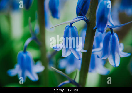 Jolie bluebells contre un fond d'herbe verte Banque D'Images