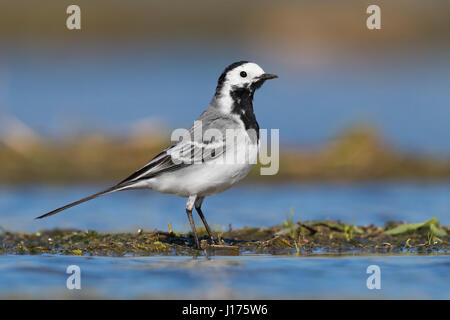 Bergeronnette grise (Motacilla alba), des profils debout dans un étang Banque D'Images