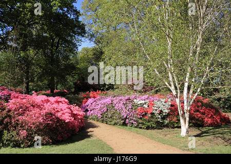 Isabella Plantation, Richmond Park, Londres. 18 avril 2017. Les couleurs vibrantes des nouvelles feuilles et des azalées à Isabella Plantation dans Richmond Park. La plantation est libre d'entrer et à seulement quelques minutes à pied de l'Broomfield Hill parking dans le Deer Park Royal dans le sud ouest de Londres. Credit : Julia Gavin UK/Alamy Live News Banque D'Images