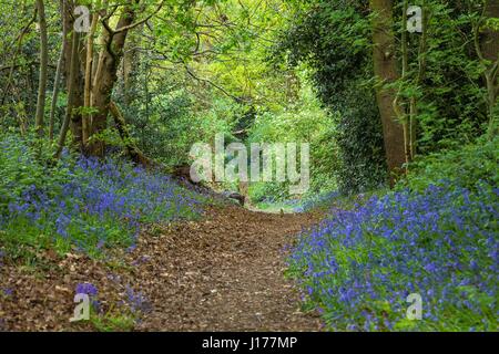 Londres, Royaume-Uni. 18 avril 2017. Bluebells florishing dans les bois à Lesnes Abbey Park, Londres du sud-est. Credit:claire doherty/Alamy Live News Banque D'Images