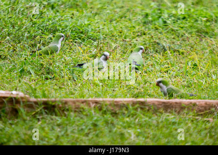 Asuncion, Paraguay. 18 avril 2017. Les perruches moines (Myiopsitta monachus), également connues sous le nom de perroquet quaker, se nourrissent par terre par un après-midi nuageux à Asuncion, au Paraguay. Crédit : Andre M. Chang/Alamy Live News Banque D'Images