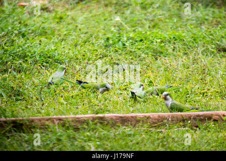 Asuncion, Paraguay. 18 avril 2017. Les perruches moines (Myiopsitta monachus), également connues sous le nom de perroquet quaker, se nourrissent par terre par un après-midi nuageux à Asuncion, au Paraguay. Crédit : Andre M. Chang/Alamy Live News Banque D'Images