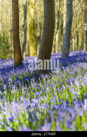 Bluebell wood près de Woolland, Dorset, UK. Apr 19, 2017. Bluebells en pleine floraison dans la région de North Dorset dans ce bois de hêtre de la création d'un beau tapis de bleu. © DTNews/Alamy vivre Banque D'Images