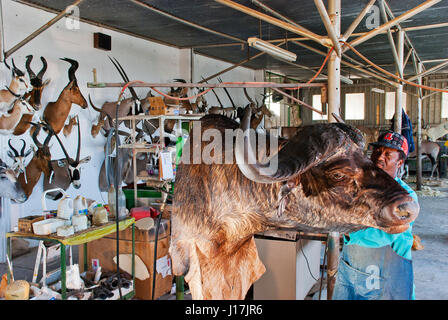 La taxidermie travailler sur un Trophaendienste buffalo à la taxidermie, Namibie Banque D'Images