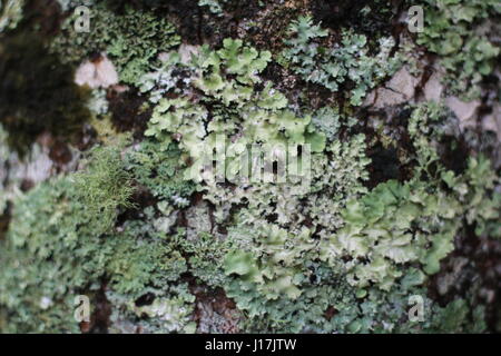 Close up texturés de lichen et de mousse sur l'écorce des arbres en croissance Banque D'Images