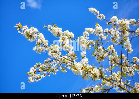 Les fleurs de cerisier, fleurs blanc contre le ciel bleu, selective focus. Banque D'Images