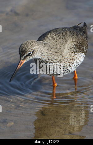 Chevalier arlequin Tringa totanus à RSPB Titchwell Marsh. UK Banque D'Images