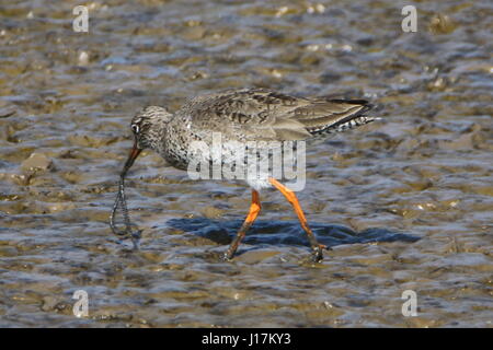 Chevalier arlequin Tringa totanus à RSPB Titchwell Marsh. UK Banque D'Images