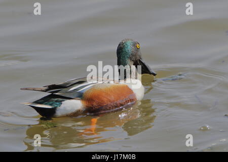 Canard canard souchet, Anas clypeata, RSPB Titchwell Marsh au Royaume-Uni Banque D'Images