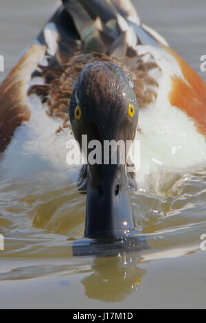 Canard canard souchet, Anas clypeata, nager vers l'appareil photo à l'RSPB Titchwell Marsh UK Banque D'Images