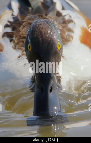 Canard canard souchet, Anas clypeata, nager vers l'appareil photo à l'RSPB Titchwell Marsh UK Banque D'Images