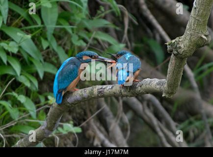 Common Kingfisher Alcedo mâle, atthis, offre aux femmes des poissons pendant la pariade. Uk Banque D'Images