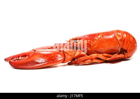 Cuire le homard canadien isolé sur fond blanc Banque D'Images