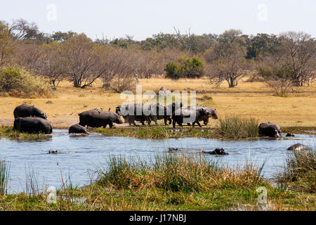 Des hippopotames à Khwai River, Moremi, Botswana Banque D'Images