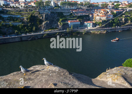 Mouettes assis sur les rochers au-dessus de la rivière Douro, Porto, Portugal. Banque D'Images