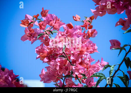 De près. couleurs rose et fuchsia bougainvillea avec ses fleurs papyracées et feuilles vert brillant et des épines contre un ciel bleu clair. Banque D'Images