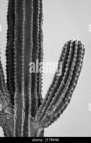 Paysage. Noir et blanc. Un saguaro cactus montrant sa texture côtelée avec bras tendus en contraste avec le ciel du sud-ouest. Banque D'Images