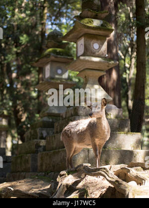 Les lanternes en pierre près de cerfs de Kasuga Taisha Temple de Nara, Nara Park, City, Japon Banque D'Images