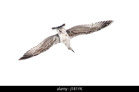 Seagull flying, parapente ou planeur dans la nature, dans le ciel isolated on white Banque D'Images