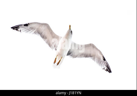 Seagull flying, parapente ou planeur dans la nature, dans le ciel isolated on white Banque D'Images