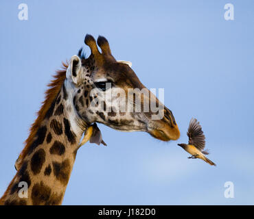 Girafe avec oiseau. Kenya. Tanzanie. Afrique de l'est. Banque D'Images