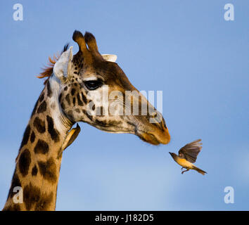 Girafe avec oiseau. Kenya. Tanzanie. Afrique de l'est. Banque D'Images