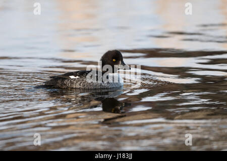 / Spatelente Garrots d'Islande (Bucephala islandica), femme en hiver, natation, une plus grande région de Yellowstone, Wyoming, USA. Banque D'Images