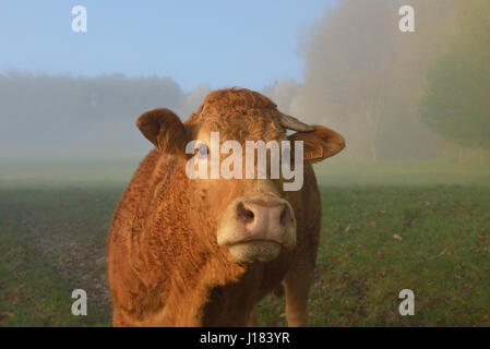 Vache limousine, Creuse, Nouvelle-Aquitaine, France Banque D'Images