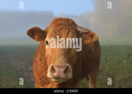 Vache limousine, Creuse, Nouvelle-Aquitaine, France Banque D'Images