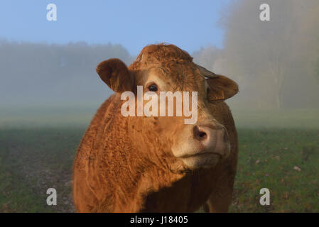 Vache limousine, Creuse, Nouvelle-Aquitaine, France Banque D'Images
