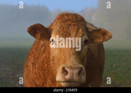 Vache limousine, Creuse, Nouvelle-Aquitaine, France Banque D'Images