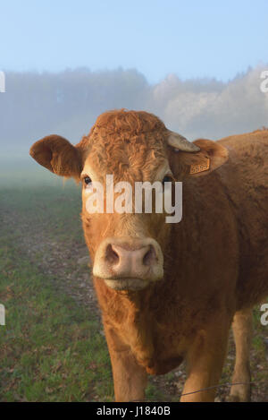 Vache limousine, Creuse, Nouvelle-Aquitaine, France Banque D'Images