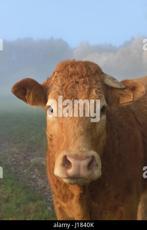Vache limousine, Creuse, Nouvelle-Aquitaine, France Banque D'Images