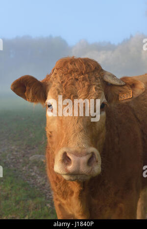 Vache limousine, Creuse, Nouvelle-Aquitaine, France Banque D'Images