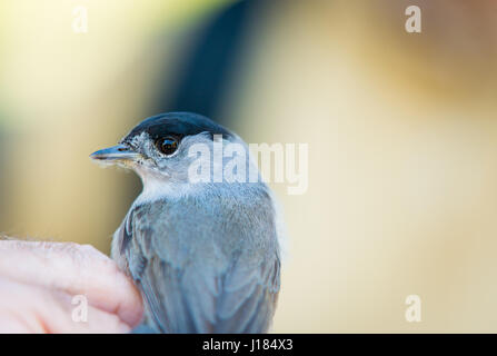 Blackcap montrant l'homme. Eurasian blackcap. Sylvia atricapilla. Banque D'Images